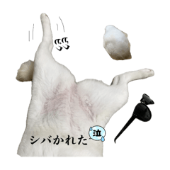 [LINEスタンプ] ヤン柴ちゃんᕷ*.°（白柴）