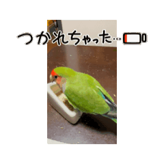 [LINEスタンプ] コザクラインコのうめちゃん