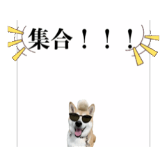 [LINEスタンプ] ヤン柴（赤）0