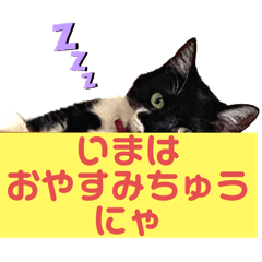 [LINEスタンプ] ねこの日常にゃにょにゃ