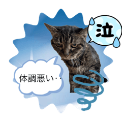 [LINEスタンプ] てんてん（トイプー）＆こま（ねこ）