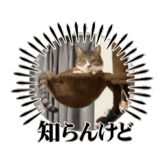 [LINEスタンプ] キジシロのちゅん。うごく。