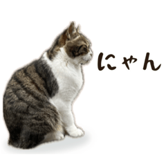 [LINEスタンプ] 地域猫ゆずのきもち