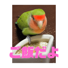 [LINEスタンプ] コザクラインコのうめちゃん2