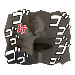 [LINEスタンプ] スコティッシュフォールド エインスタンプ