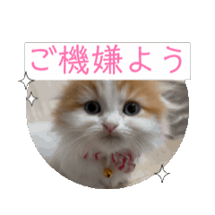 [LINEスタンプ] ニャイスなお嬢さま子猫アニメーション