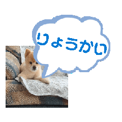 [LINEスタンプ] ポメラニアンのココア 犬