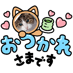 [LINEスタンプ] カワチイニャンズたち②の画像（メイン）