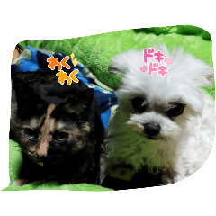 [LINEスタンプ] まるとあずきちゃん