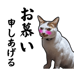 [LINEスタンプ] チロちゃんの日常④