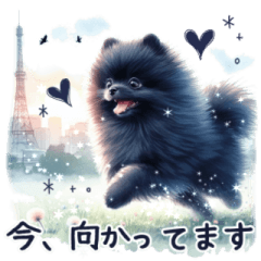 [LINEスタンプ] 黒いポメラニアン♡今何してる？