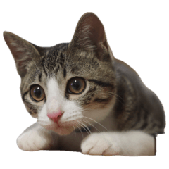 [LINEスタンプ] にっぽんのとらち