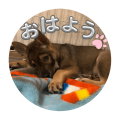 [LINEスタンプ] 犬の大です。