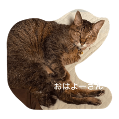 [LINEスタンプ] キジトラさくら