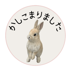 [LINEスタンプ] 島のうさぎ