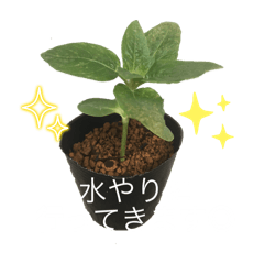 [LINEスタンプ] 2024年6月ばあばのスタンプ
