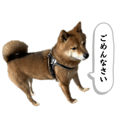 [LINEスタンプ] 柴犬のふく太郎②