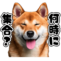 [LINEスタンプ] 柴犬の連絡スタンプ