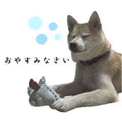 [LINEスタンプ] 柴犬のみかんとかぼす。