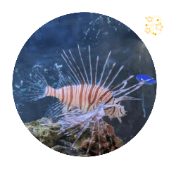 [LINEスタンプ] 珊瑚礁が広がるエメラルドブルーの海の魚