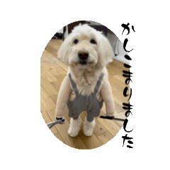 [LINEスタンプ] hair axis 看板犬ALO 第二弾動くスタンプ