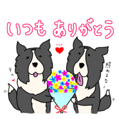 [LINEスタンプ] ボーダーコリー 福鈴