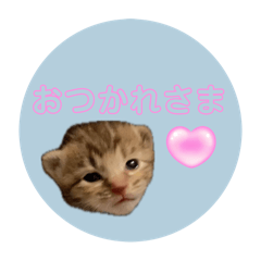 [LINEスタンプ] 可愛いめんまちゃん