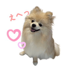 [LINEスタンプ] ポメラニアンのラテ_8ヶ月ver.