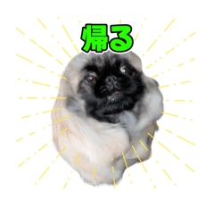 [LINEスタンプ] ペキニーズの栃大犬