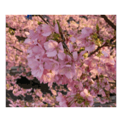 [LINEスタンプ] 【動く】日本の桜