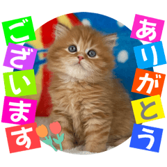 [LINEスタンプ] ねこまーち まるふわプリンス