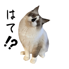 [LINEスタンプ] にゃんこのこみゅ9DX