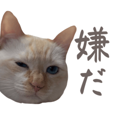 [LINEスタンプ] ジェフくんのスタンプ