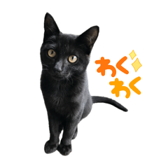 [LINEスタンプ] 黒猫のくろ その1