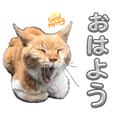[LINEスタンプ] ネコ好き あいさつ