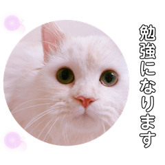 [LINEスタンプ] 仕事に使えますたんぷ ！