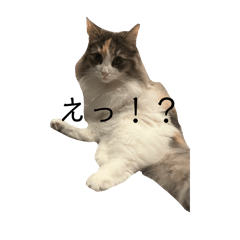 [LINEスタンプ] 猫のみーなの日常