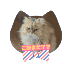 [LINEスタンプ] ペルシャ猫のたま動くスタンプ