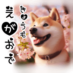 [LINEスタンプ] 微笑む癒し柴犬