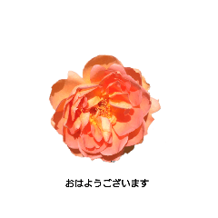 [LINEスタンプ] お花で癒やされる会話