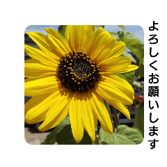 [LINEスタンプ] 夏の花でご挨拶