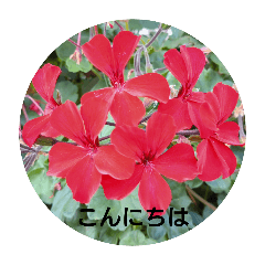 [LINEスタンプ] 癒やされるお花の日常会話