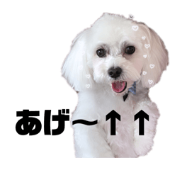 [LINEスタンプ] みんな使える！ふうくんスタンプ