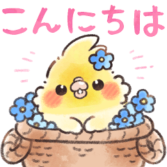 [LINEスタンプ] オカメインコちゃんの敬語⭐︎水彩タッチ