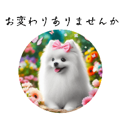 [LINEスタンプ] かわいいスピッツ犬のスタンプ(日常敬語)