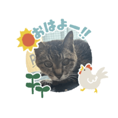 [LINEスタンプ] キジトラさくら②