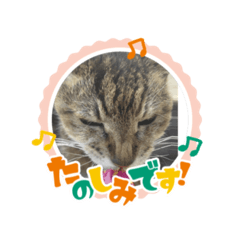 [LINEスタンプ] キジトラさくら③