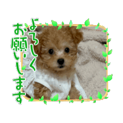 [LINEスタンプ] 動くchinoスタンプ