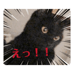 [LINEスタンプ] 動く気ままな猫達1