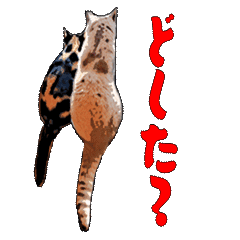 [LINEスタンプ] CAT_NUTs2/動く猫